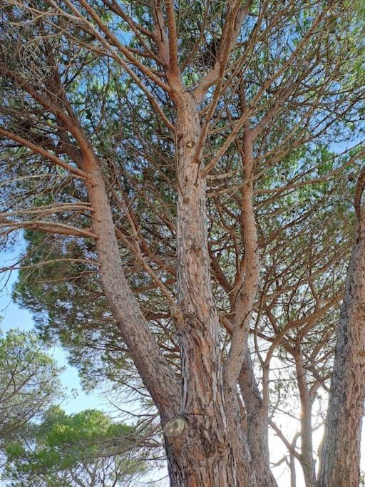 לה מדלנה Gelsi Holiday Home La Maddalena מראה חיצוני תמונה